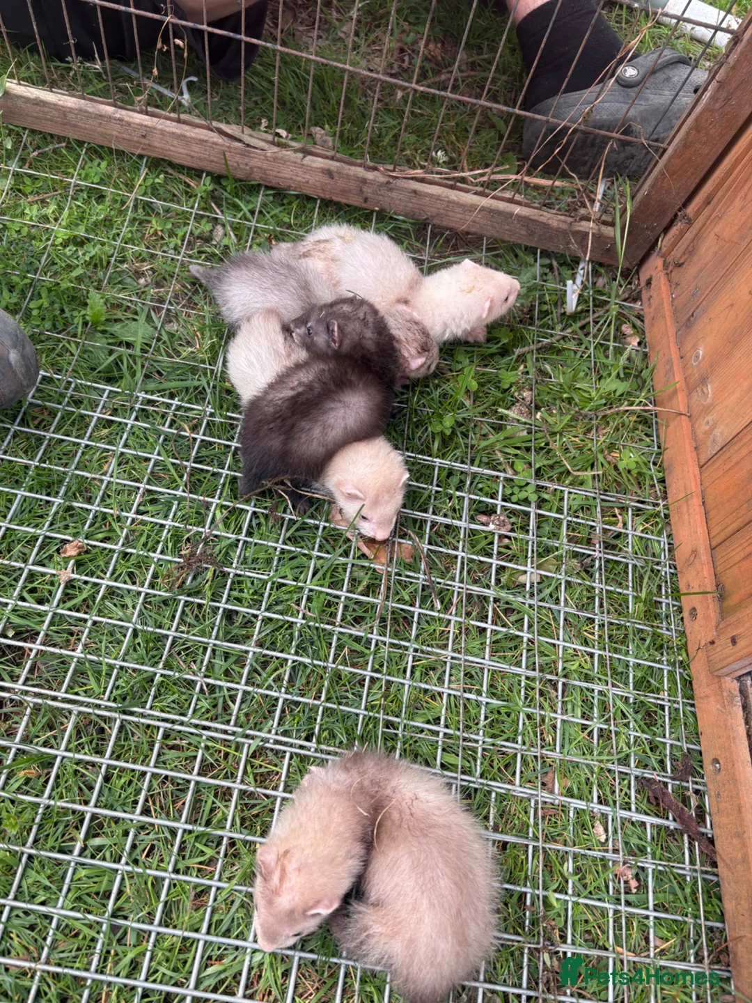 Ferret rodents for sale: Baby ferrets for sale £30 - Advert 1