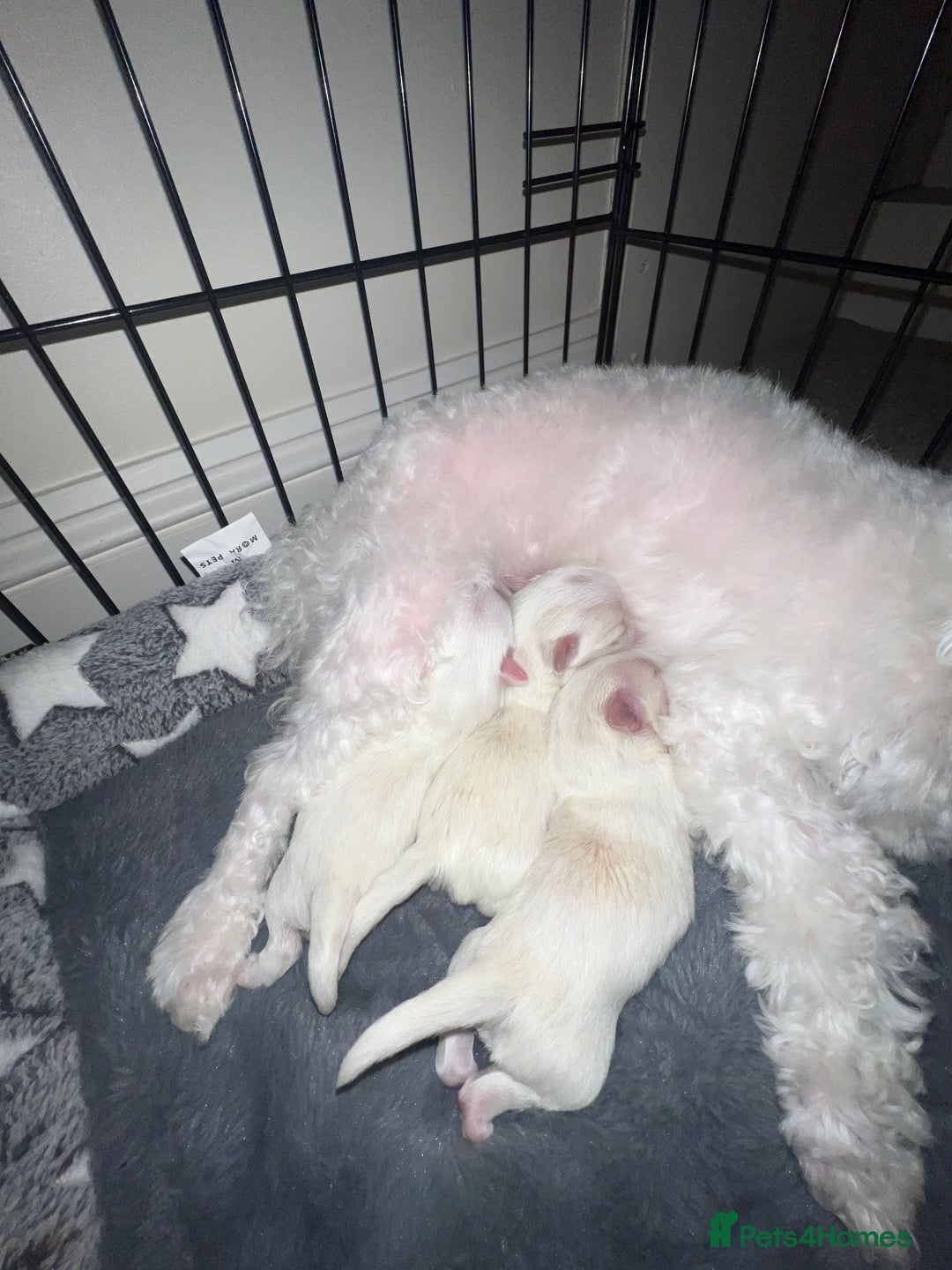 Bichon Frise dogs for sale: Bichon for sale  - Advert 4