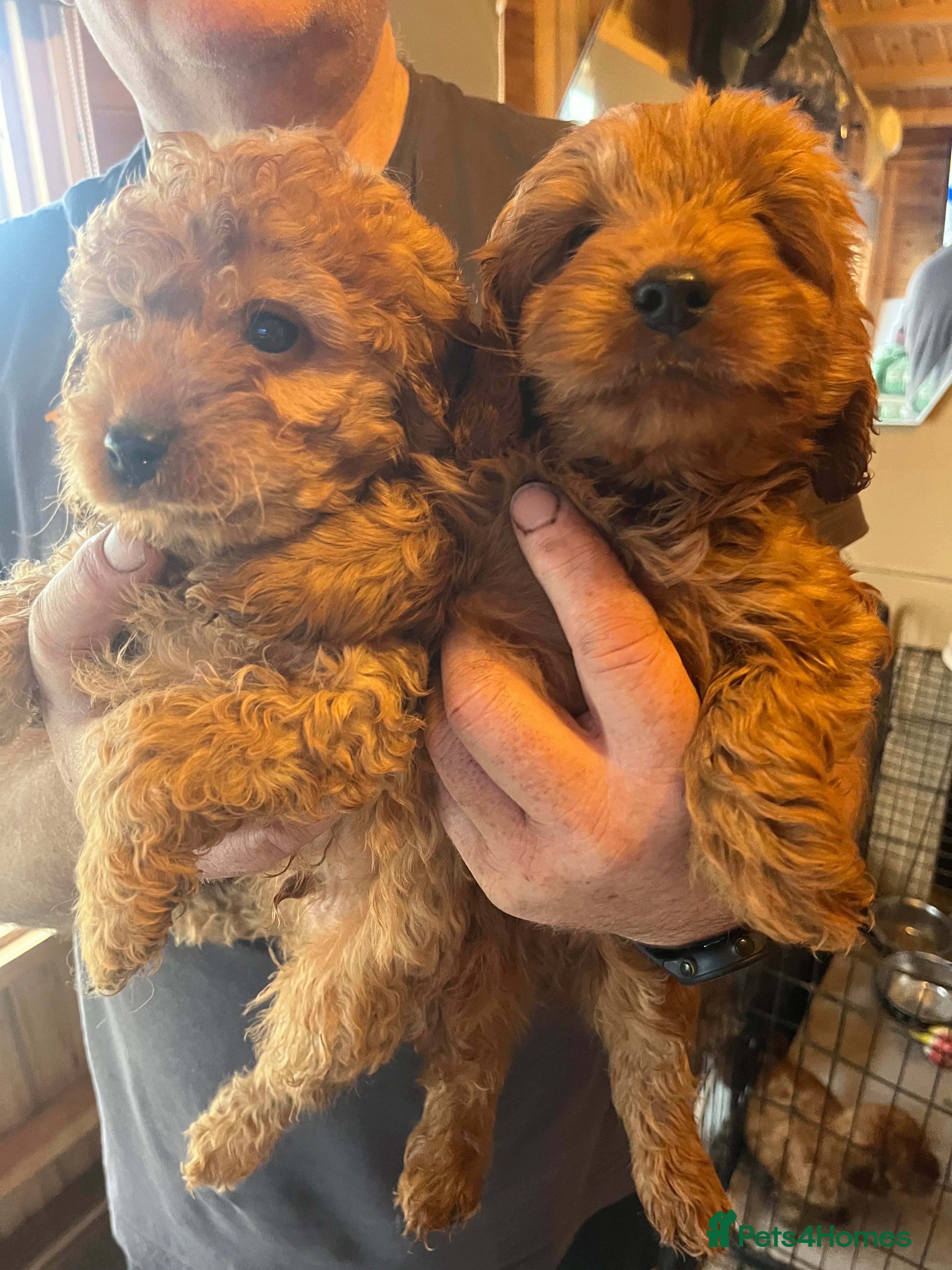 Cavapoo dogs Cava poo puppies only 2 boys 2 girls left  - Advert 10