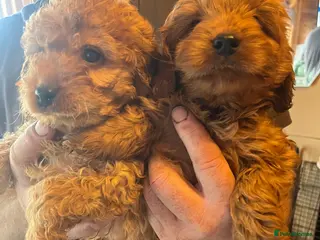 Cavapoo dogs Cava poo puppies only 2 boys 2 girls left - Advert 10
