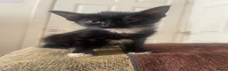 Mixed Breed cats for sale: Kittens ready  - Advert 29