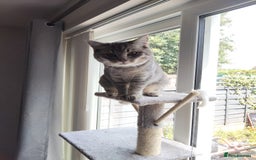 British Shorthair cats for sale: British Shorthair x Ragdoll Cat for Rehoming  - Image 11