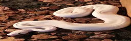 Python Snake reptiles for sale: Leucistic Royal Python for sale - Advert 2