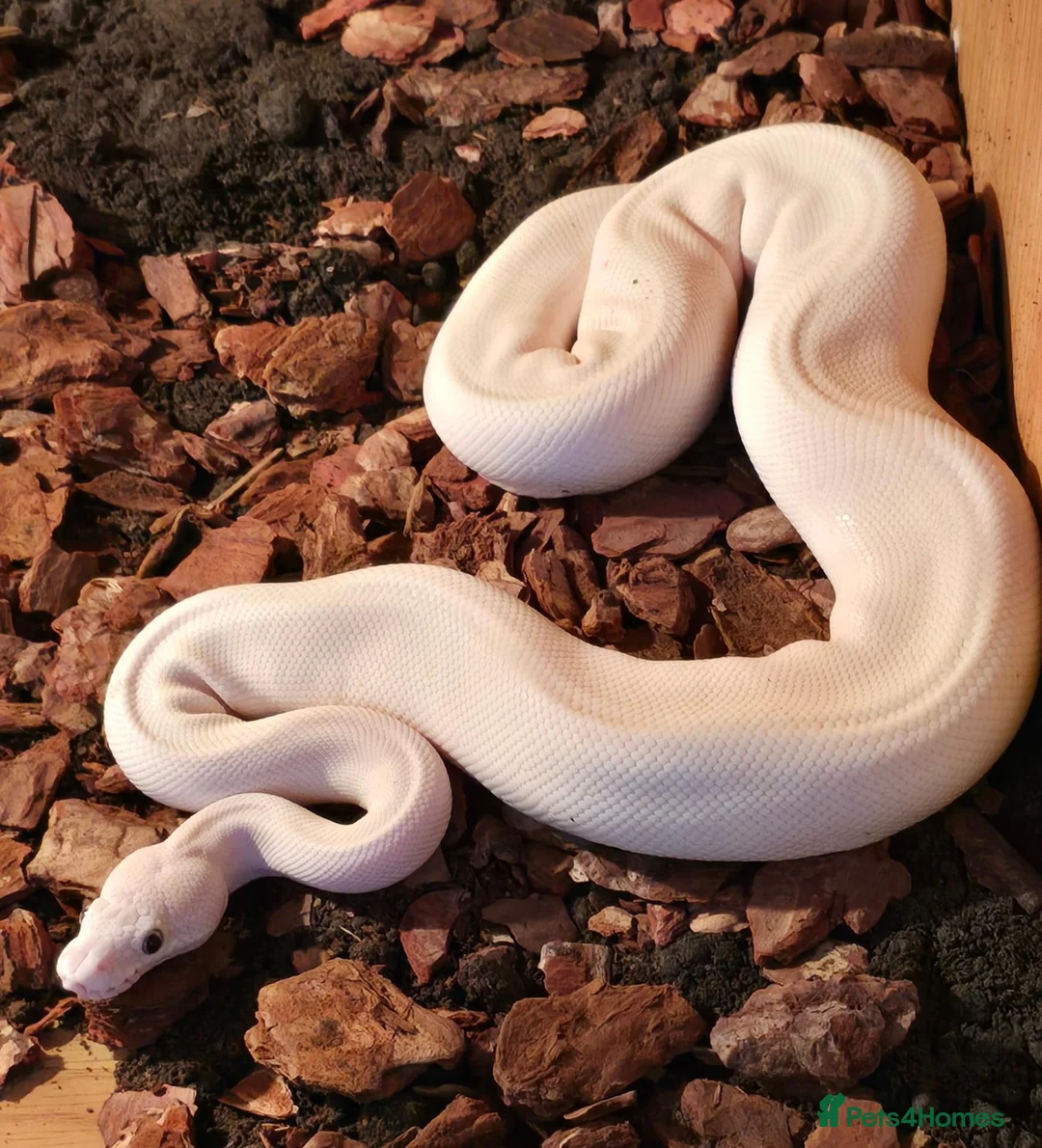 Python Snake reptiles for sale: Leucistic Royal Python for sale - Advert 2