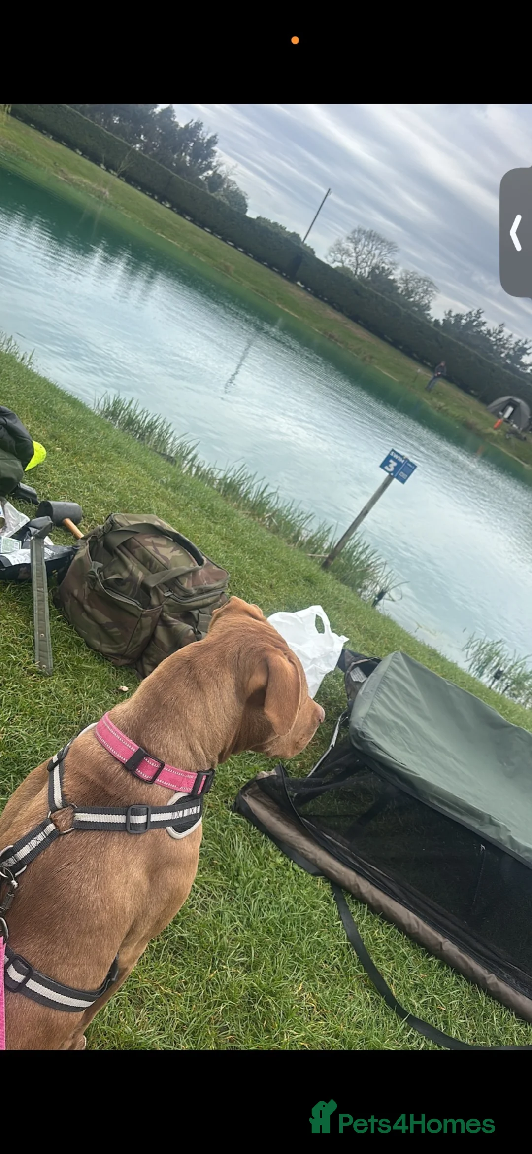 Mixed Breed dogs for sale: 3 Year Old Mastiff in Dunmow - Advert 7