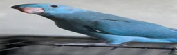 Ringnecks birds for sale: Female IRN for sale - Advert 2