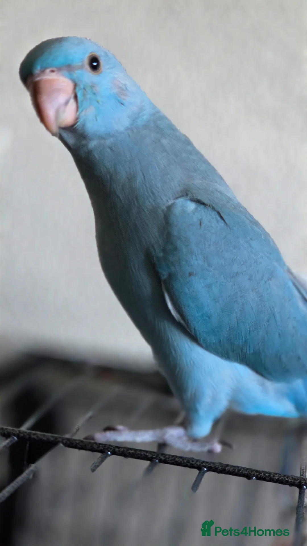 Ringnecks birds for sale: Female IRN for sale - Advert 2
