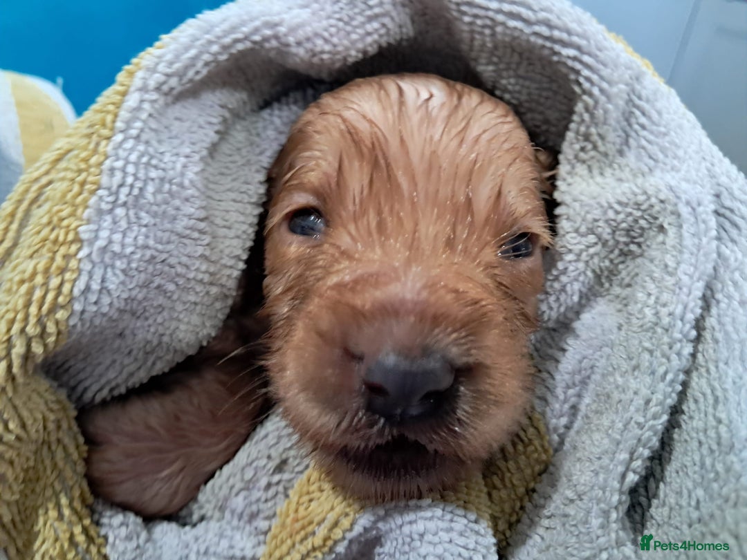 Cockapoo dogs for sale: Beautiful F1 Cockapoo puppies - Image 16