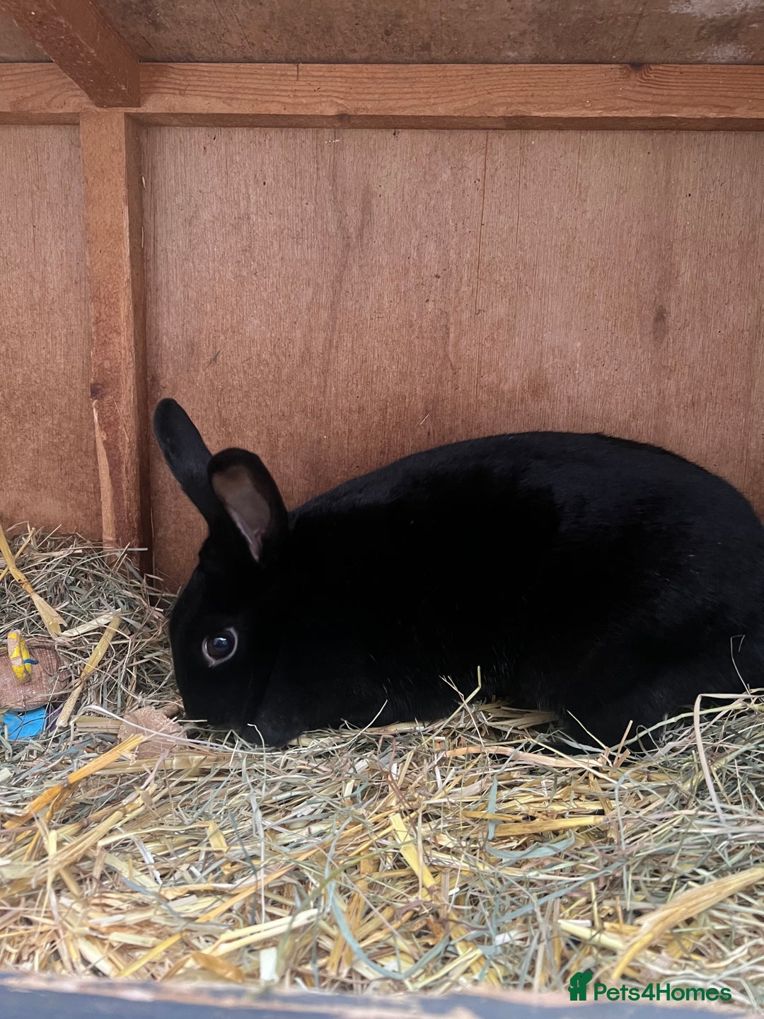 Dutch rabbits for sale: 1 female and 1 male Dutch rabbit  - Advert 3