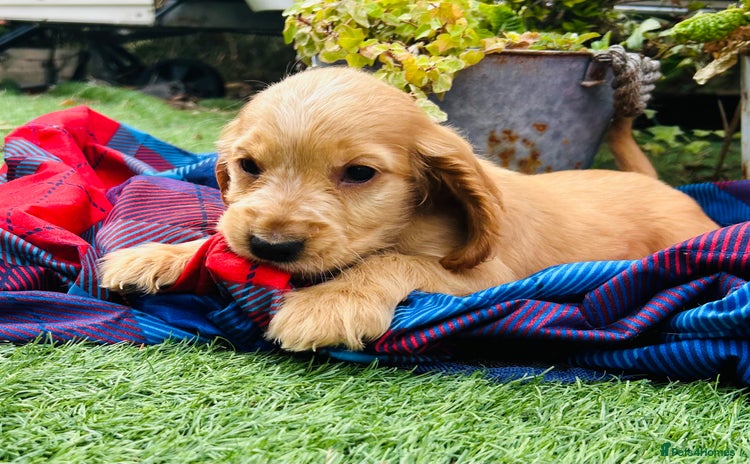 Cocker Spaniel dogs - Advert 3