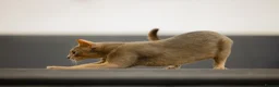 Abyssinian cats for sale: Marvellous Margot - Advert 16