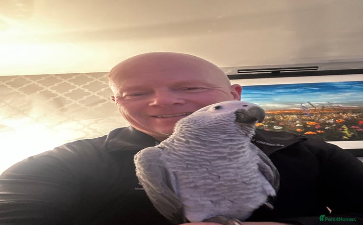 Parrots birds - Advert 1