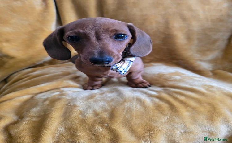 Dachshund dogs - Advert 1