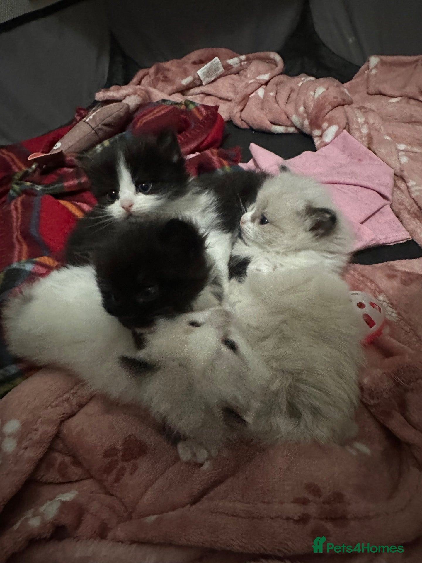 Ragdoll cats for sale: Stunning Ragdoll Cross 3/4 Ragdolls Kittens - Advert 1