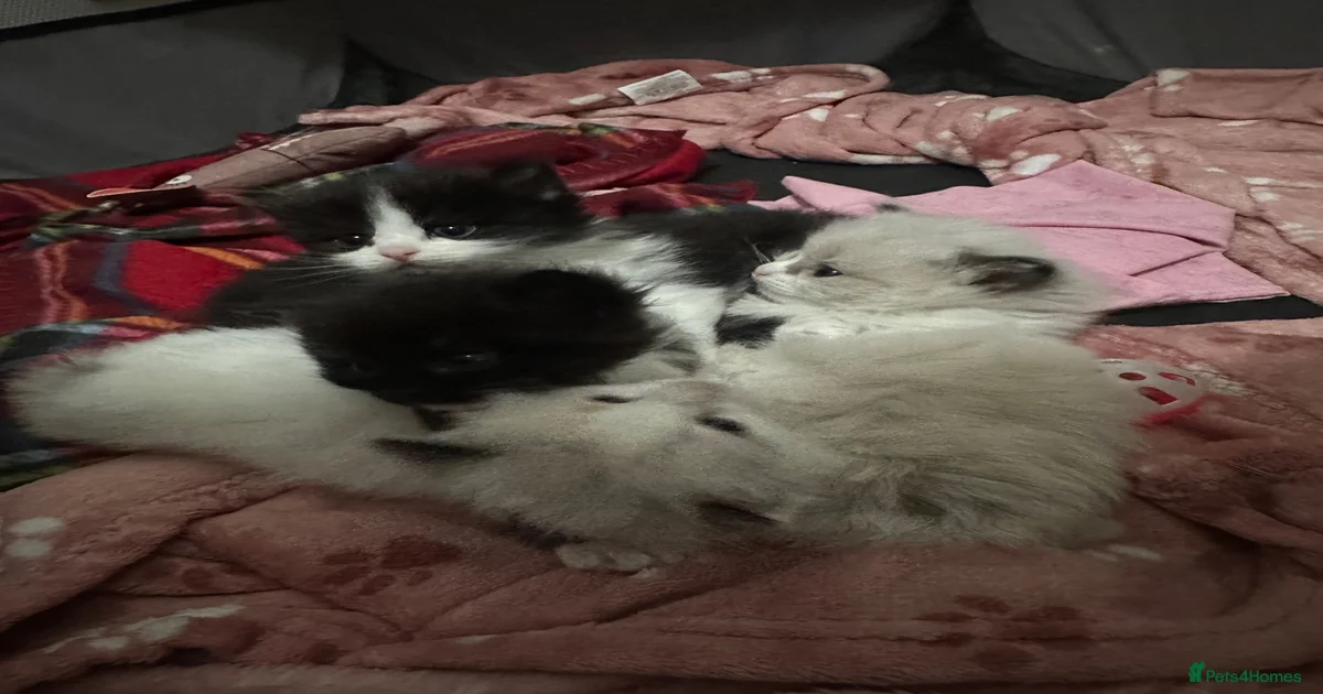 Stunning Ragdoll Cross 3/4 Ragdolls Kittens for sale in Orpington ...