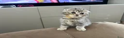 Scottish Fold cats for sale: PUREBRED Scottish fold kittens  - Advert 14
