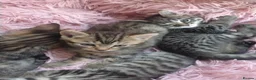 Mixed Breed cats for sale: 4 kittens  - Advert 6