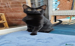 Bengal cats for sale: Zeus Jr and Kathleen - Advert 3