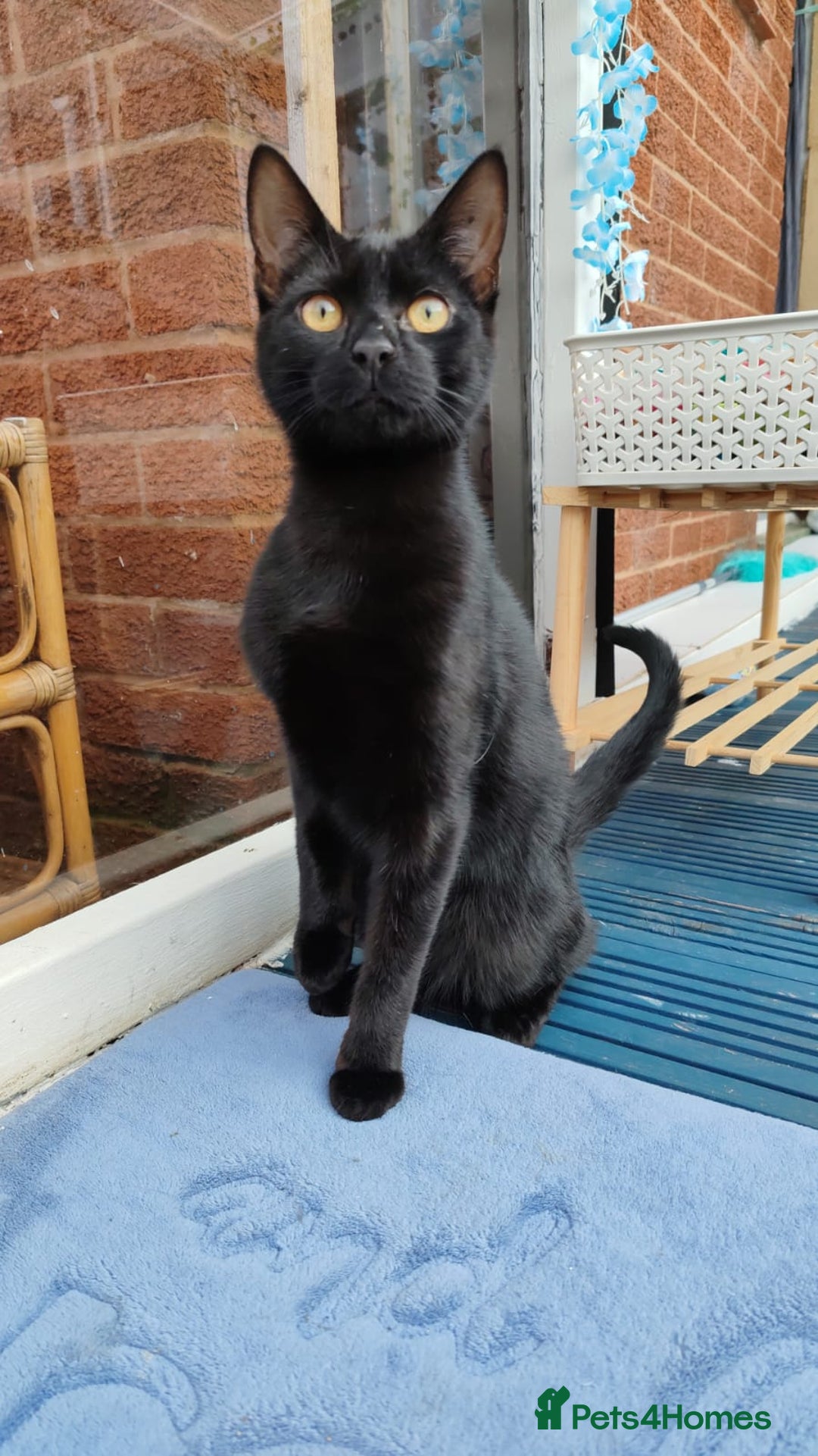 Bengal cats for sale: Zeus Jr and Kathleen - Advert 3