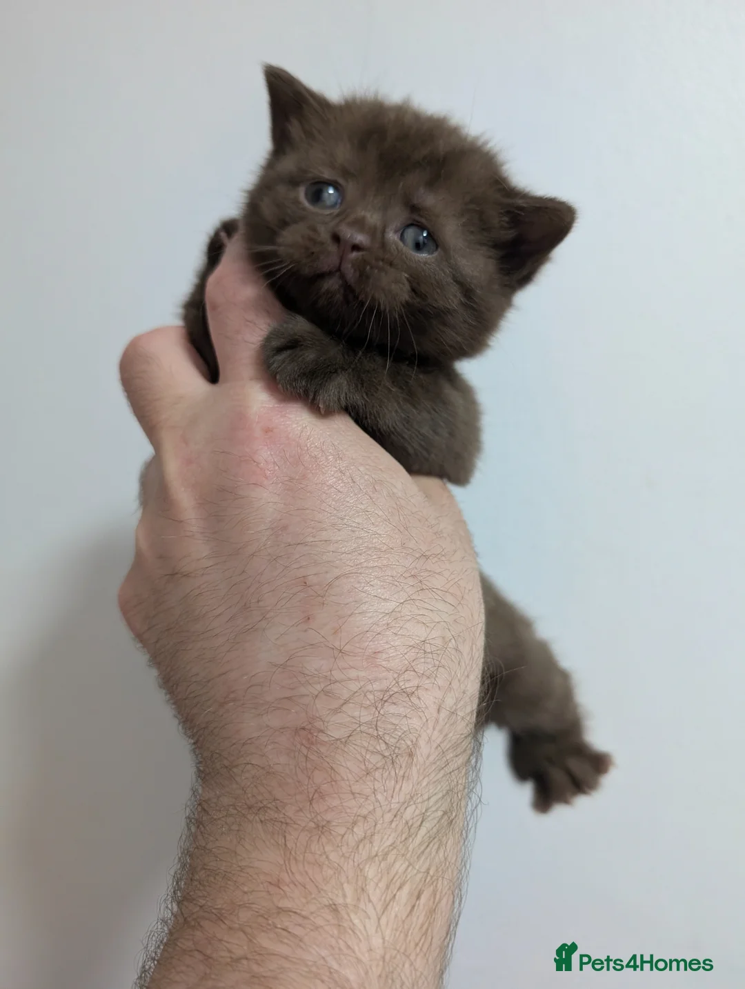 British Shorthair cats for sale: Pure British shorthair kittens  - Advert 13