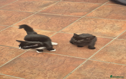 Mixed Breed cats for sale: Kitten - Image 1