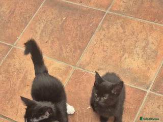 Mixed Breed cats - Advert 10