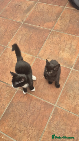 Mixed Breed cats - Advert 14