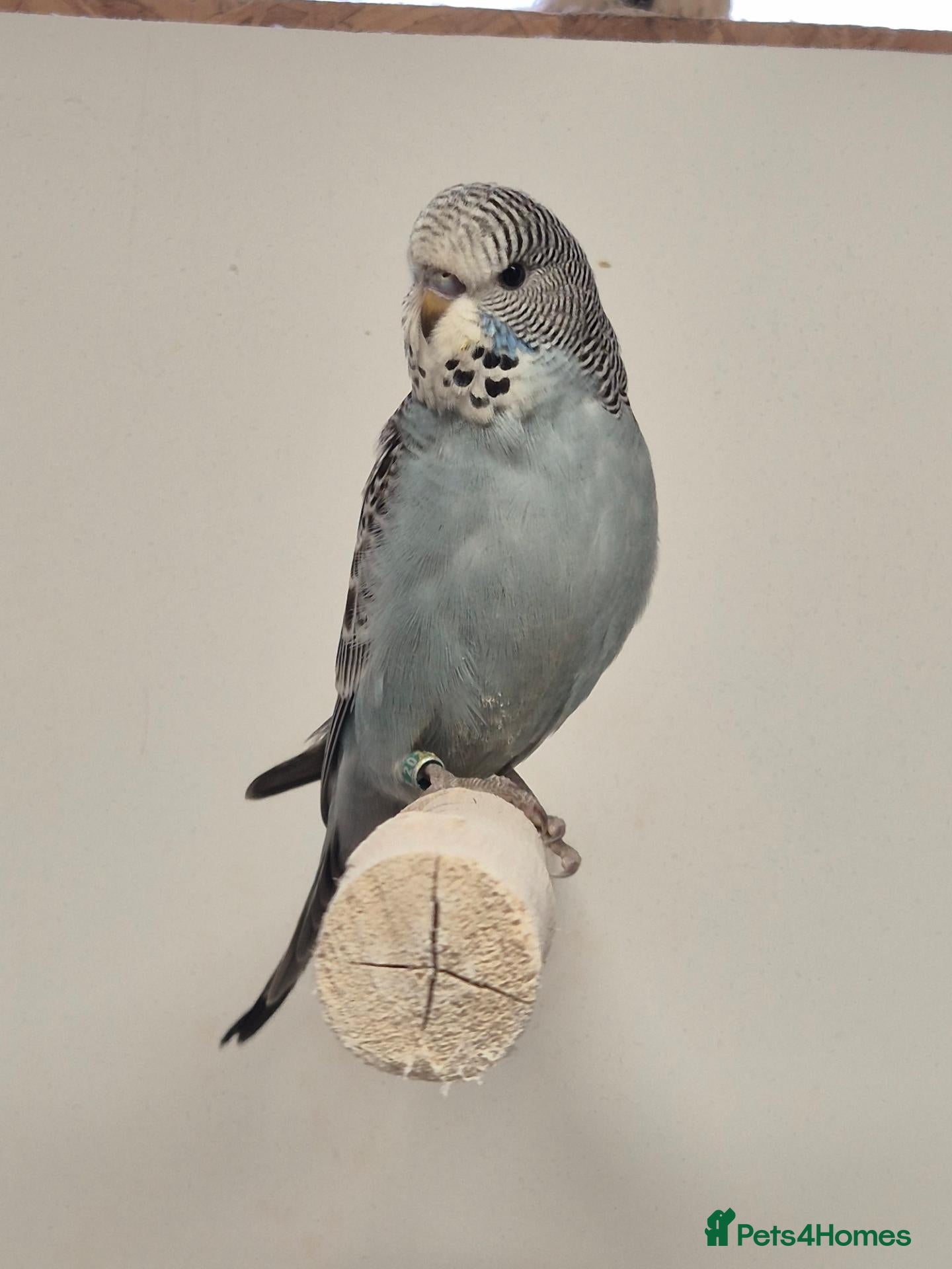 Budgerigars birds available Pet, breeding or tamed - Advert 1