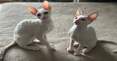 Cornish Rex cats - Advert 1
