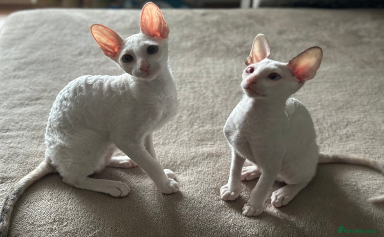 Cornish Rex cats - Advert 1