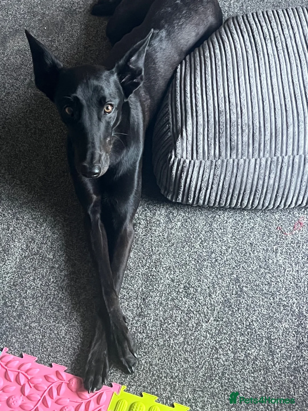 Mixed Breed dogs for sale: Malinois x greyhound mix  - Advert 2