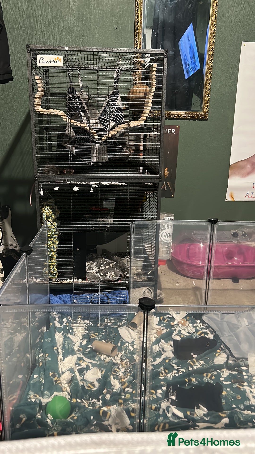 Rat rodents for sale: Two Male Rats - Image 10