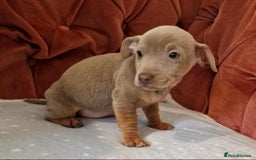 Jack Russell dogs for sale: Beautiful Muchwenlock Jack Russell puppies - Image 23