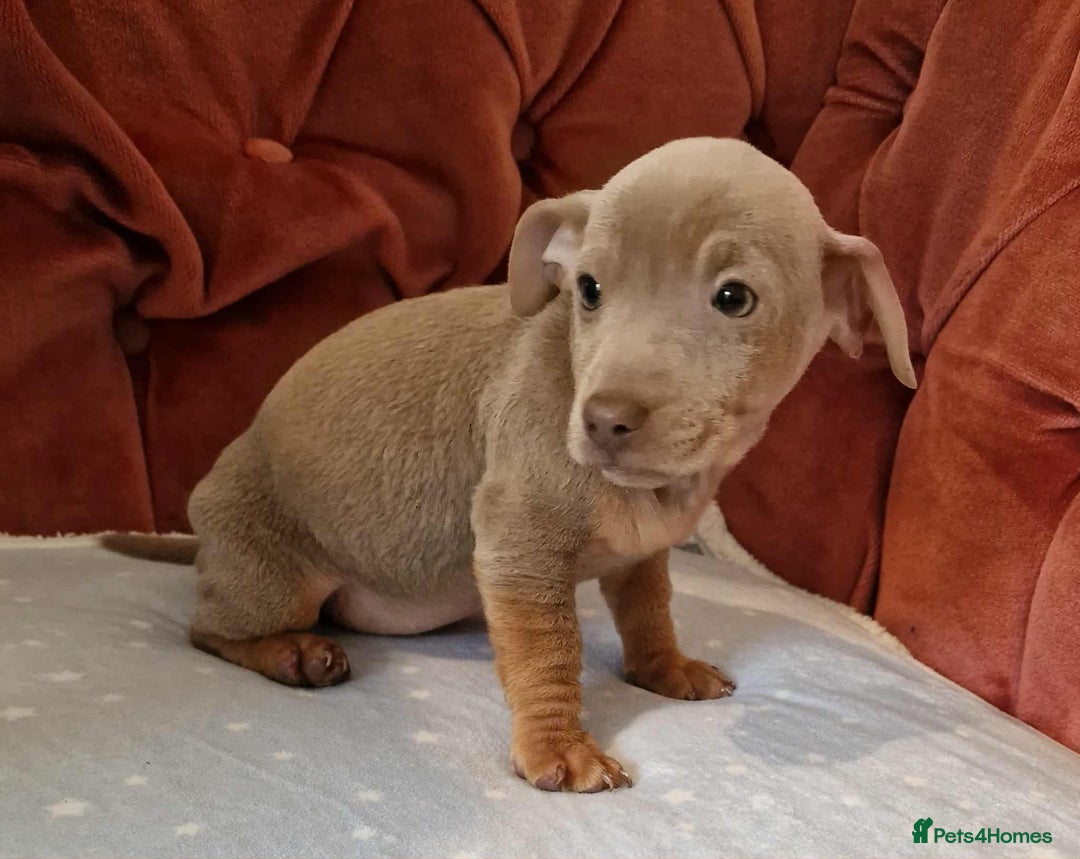 Jack Russell dogs for sale: Beautiful Muchwenlock Jack Russell puppies - Image 23