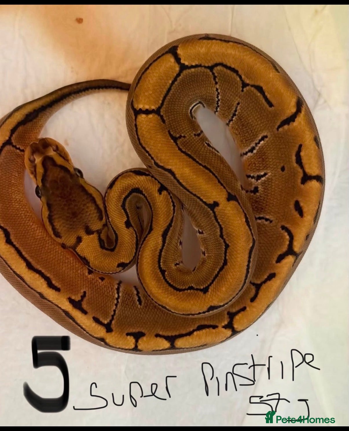 Python Snake reptiles Royal pythons - Advert 13