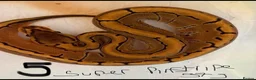 Python Snake reptiles for sale: Royal pythons - Advert 9