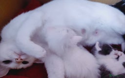 Domestic Shorthair cats for sale: Two female kittens looking for their forever homes - Image 21