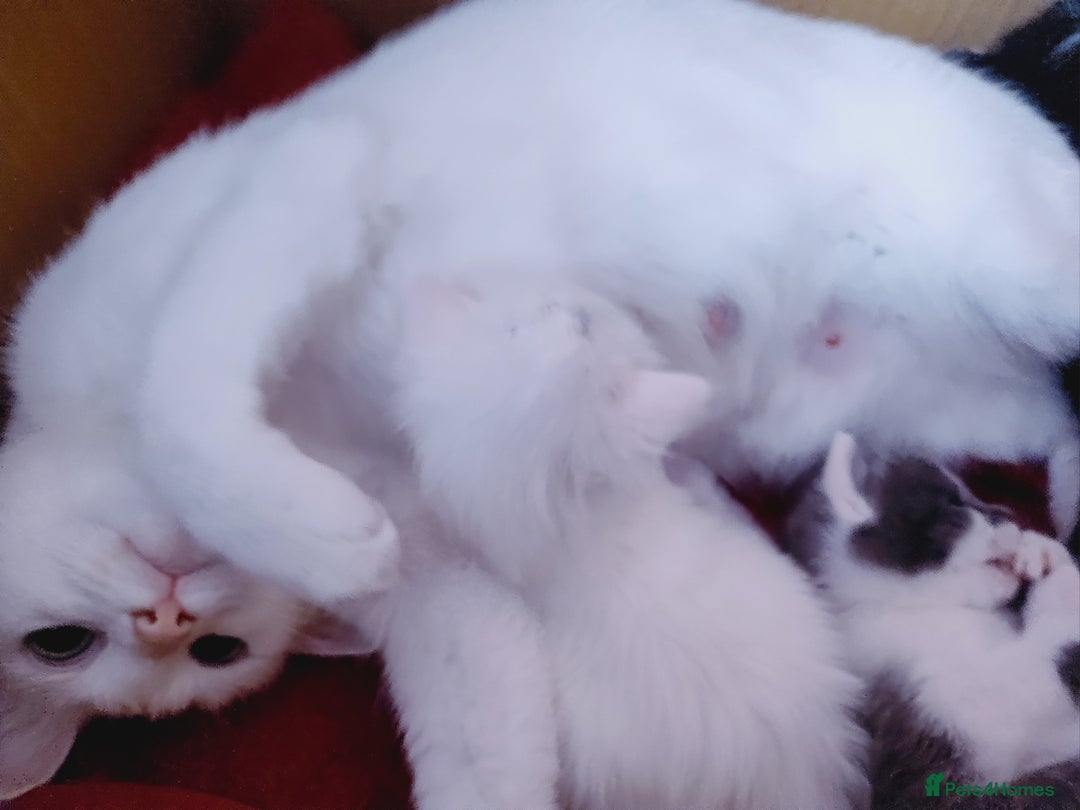 Domestic Shorthair cats for sale: Two female kittens looking for their forever homes - Image 21