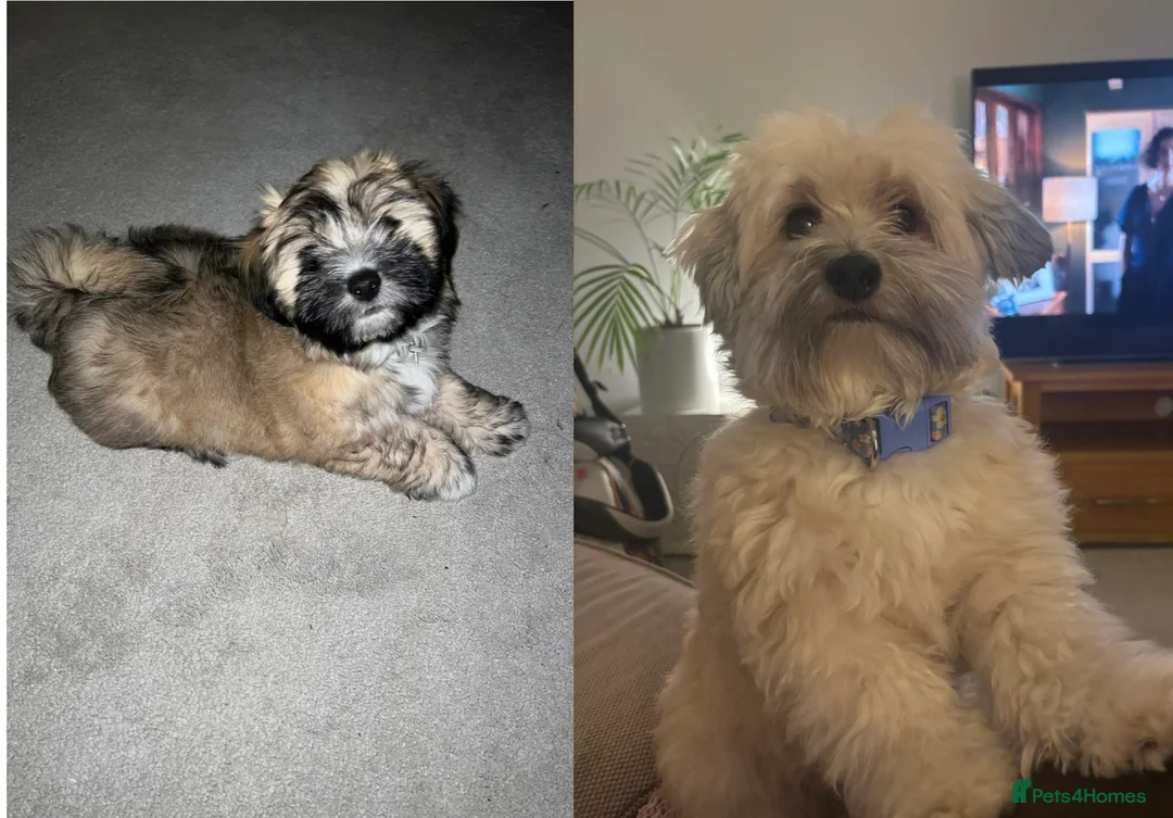 Maltipoo dogs for sale: Maltipoo - Advert 2