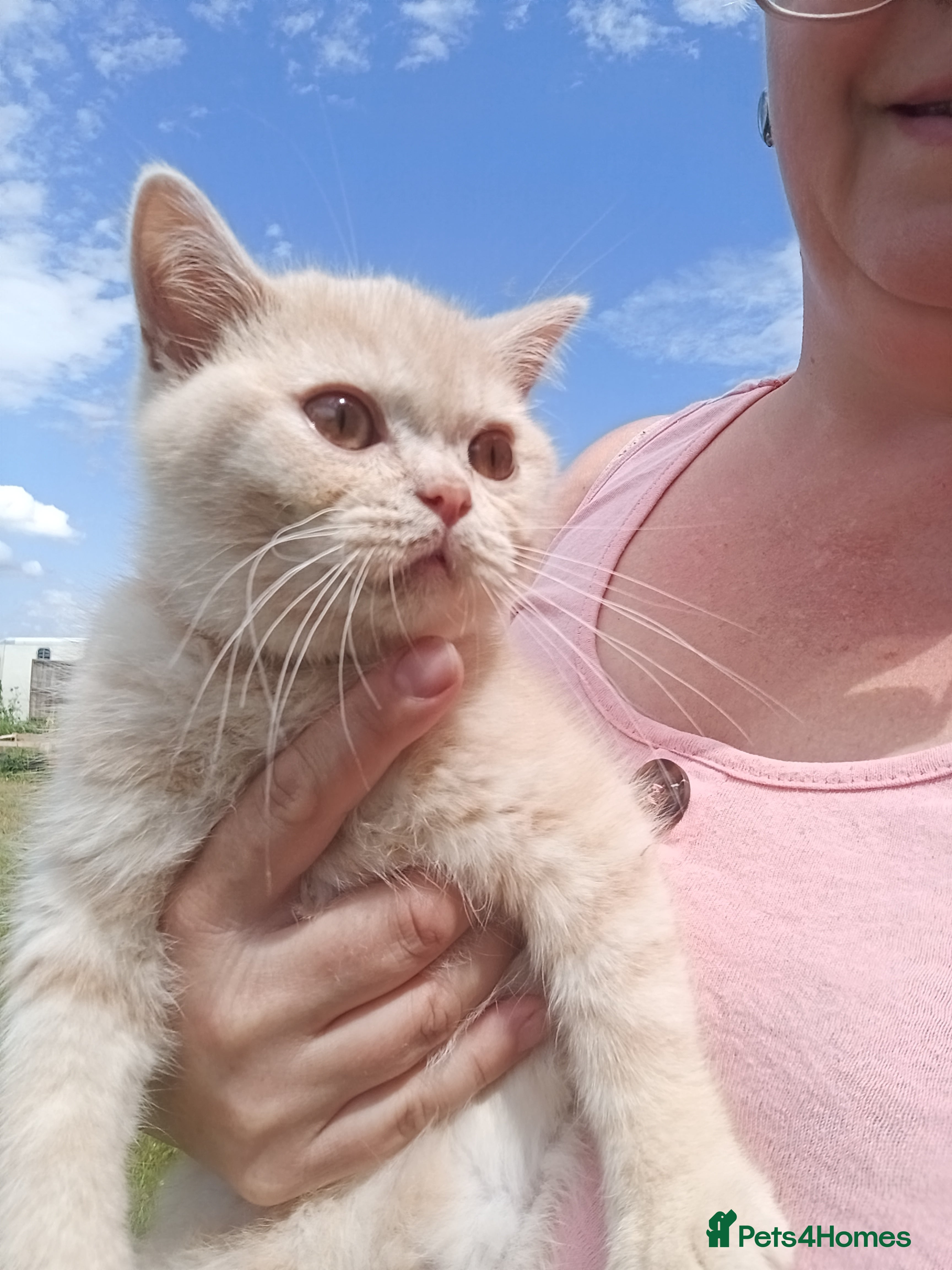 British Shorthair cats GCCF registered cream and lilac BSH - Advert 5