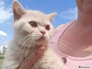 British Shorthair cats GCCF registered cream and lilac BSH - Advert 5