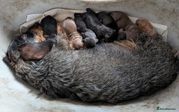 Dachshund dogs for sale: Teckel Pups - Advert 13