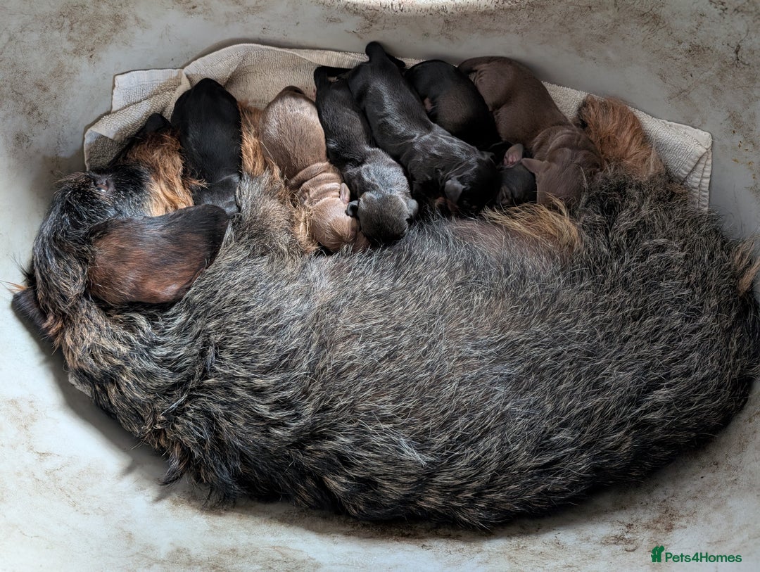 Dachshund dogs for sale: Teckel Pups - Advert 13