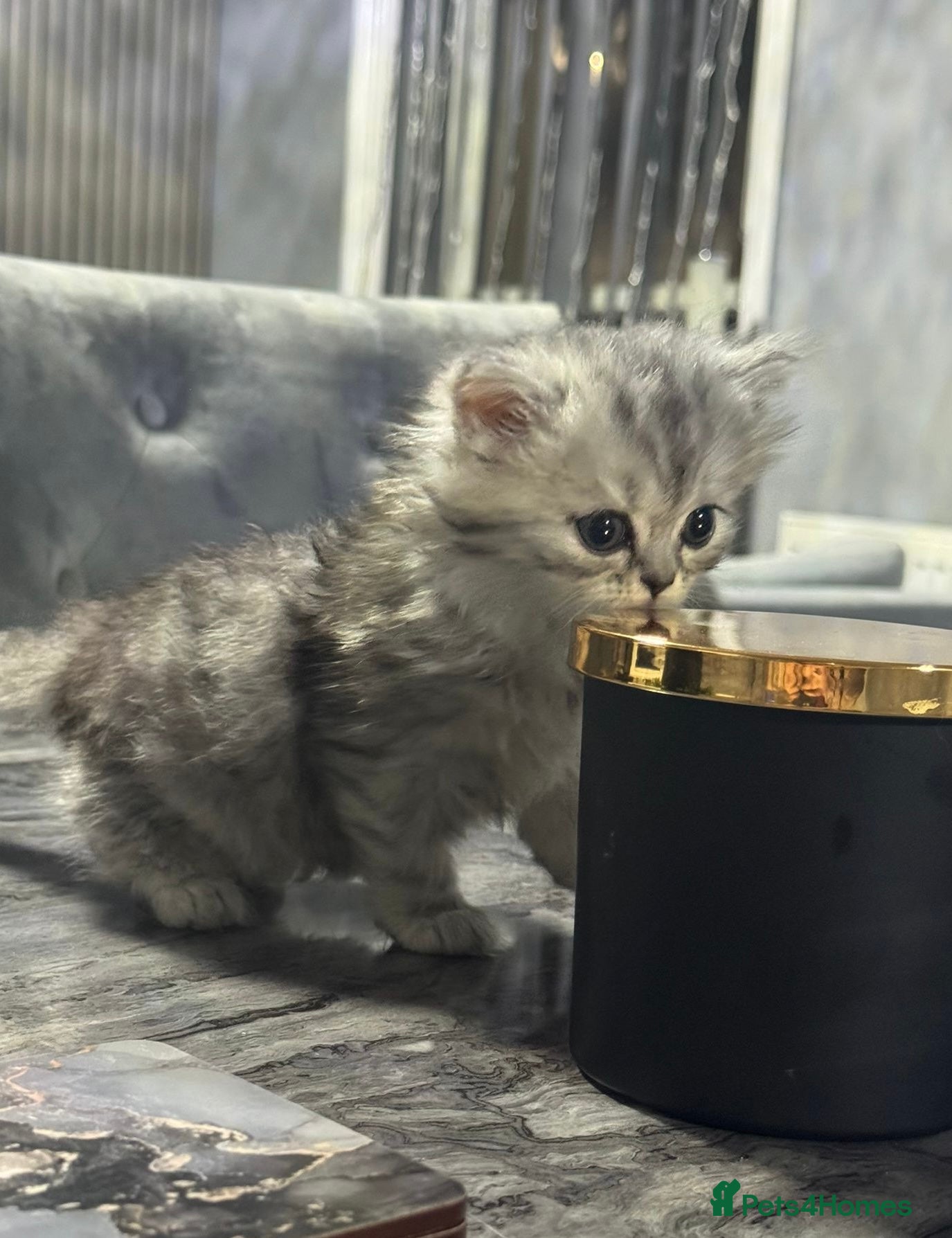 Persian cats Pure Persian long coat kitten’s - Advert 2