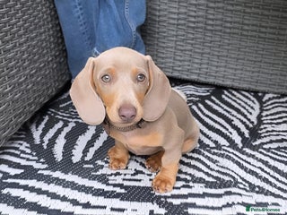 Miniature Dachshund dogs - Advert 30