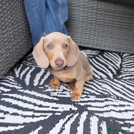Miniature Dachshund dogs - Advert 1