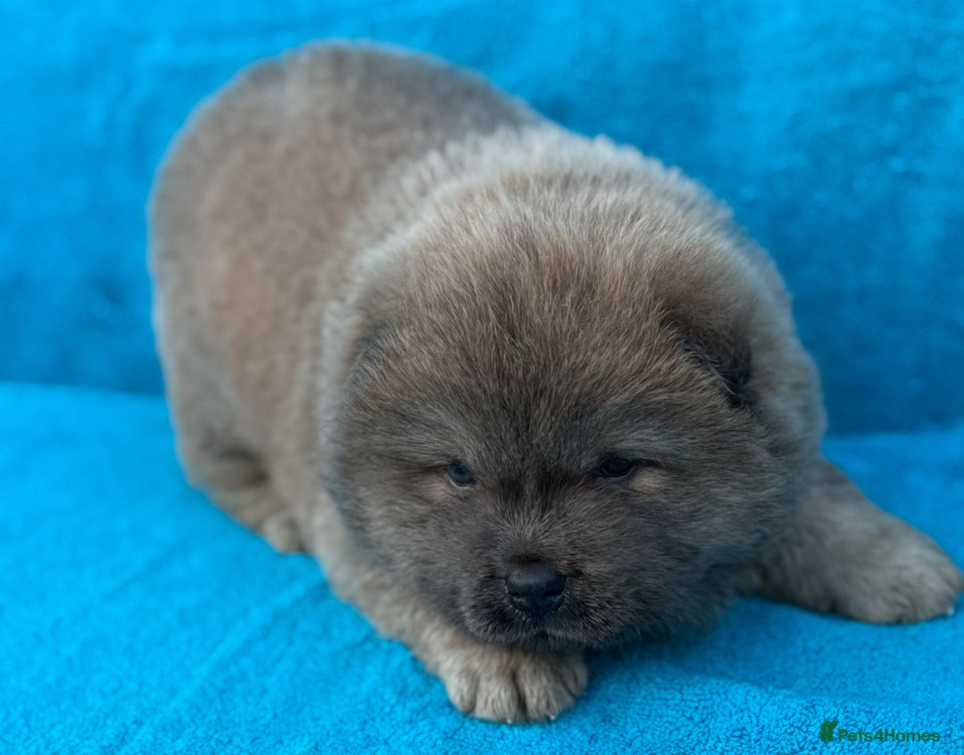 Chow Chow dogs for sale: KC Reg Chow Chow Puppies  - Image 13