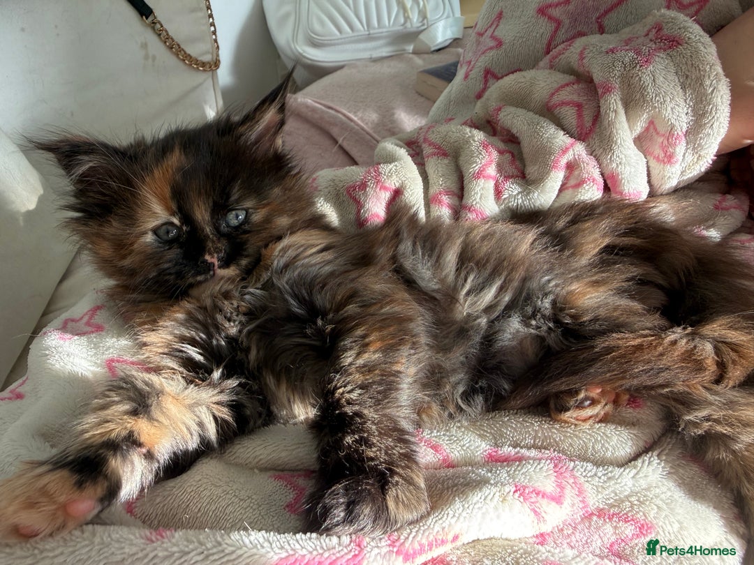 Maine Coon cats for sale: Pure Bred Maine Coon Kittens – Ready to Reserve - Advert 6