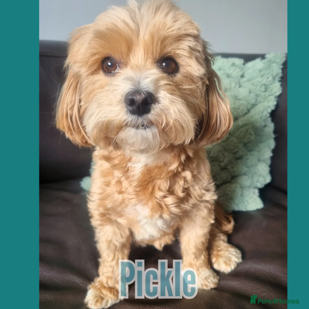 Maltipoo dogs for sale: Family-Raised Toy Maltipoo, DNAClear, 3GenPedigree - Advert 2