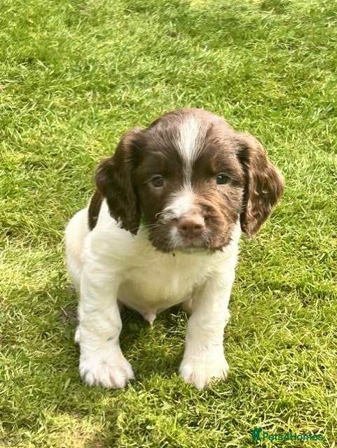 English Springer Spaniel dogs Stunning KC registered ESS from working stock - Advert 2